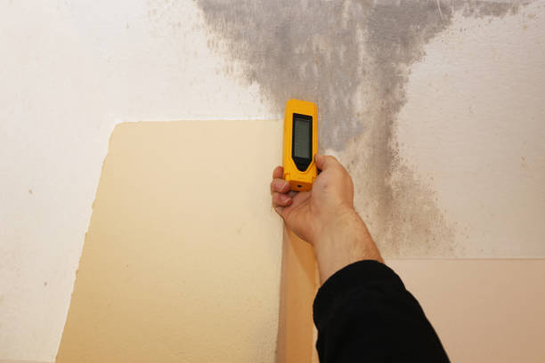 Best Mold Odor Removal Services  in Lihue, HI