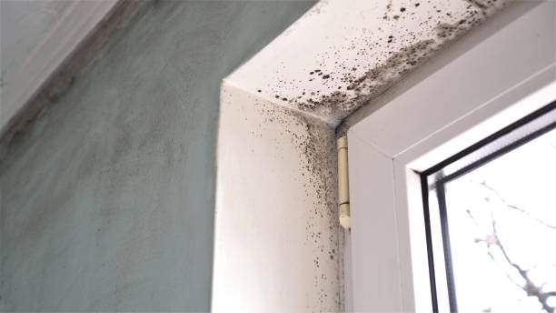 Mold Documentation for Insurance Claims in Lihue, HI
