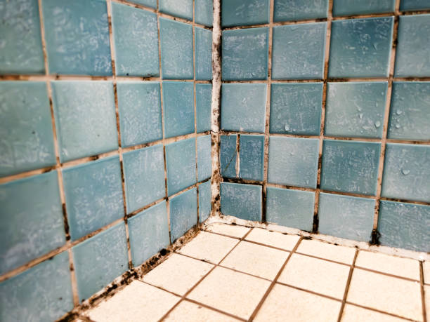 Best Black Mold Removal  in Lihue, HI