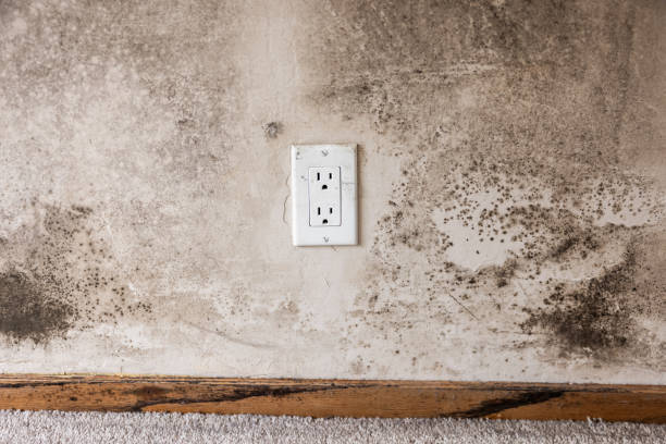 Best Forensic Mold Investigation  in Lihue, HI