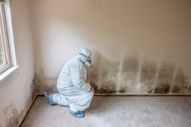 Best Mold Removal for HVAC Installations  in Lihue, HI